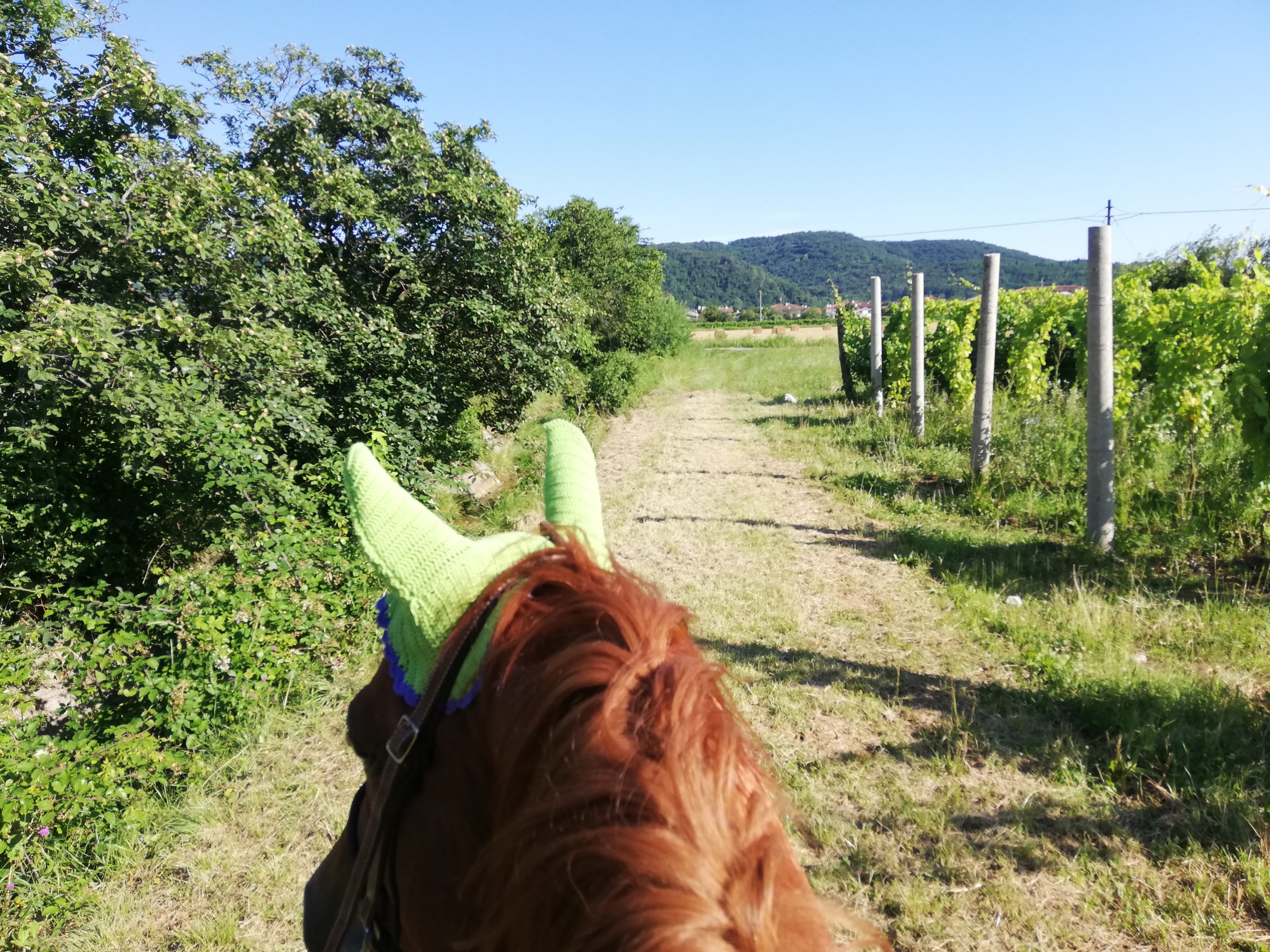 Passeggiate a cavallo